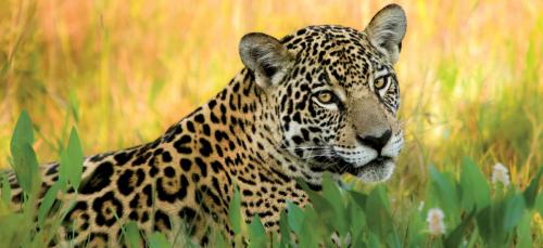 explore-yes-onca-principal