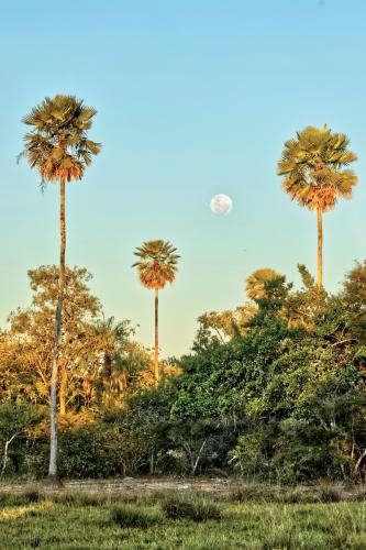 Fábio-Paschoal-Carandá-um-dos-símbolos-do-Pantanal-2