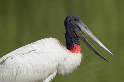 Fábio-Paschoal-Tuiuiú-Pantanal-7